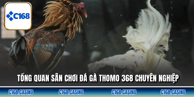 Tổng quan sân chơi đá gà thomo 368 chuyên nghiệp